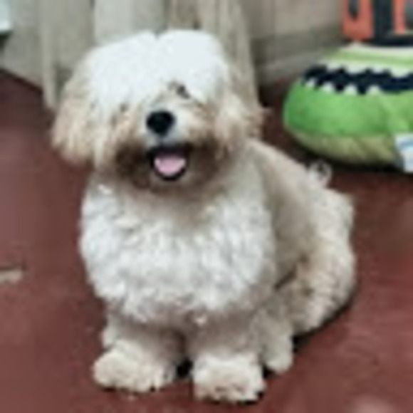 Meet your Posher, Julius - Picture 1 of 1